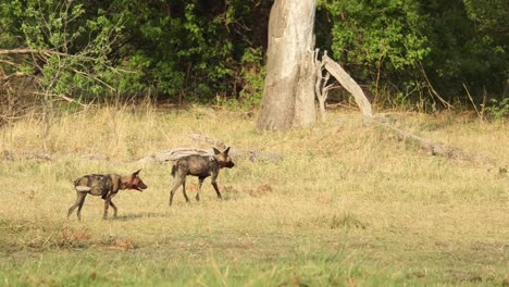 Plano-General-De-Dos-Perros-Salvajes-Africanos-Jugando,-Khwai-Botswana