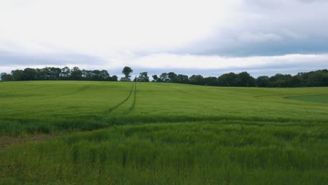 scenic nature landscape of green field near the dark hedges in northern ireland - panning shot