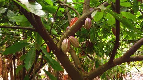 Gimbal-booming-up-shot-of-a-cacao-tree-ripe-with-fruit-at-a-chocolate-farm-in-Kaua'i,-Hawai'i