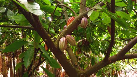 Gimbal booming up shot of a cacao tree ripe with fruit at a chocolate farm in Kaua&#039;i, Hawai&#039;i