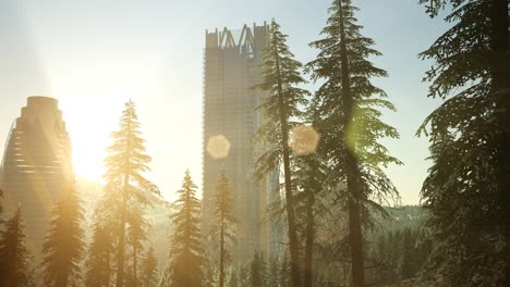 park forest and skyscrapes at sunset