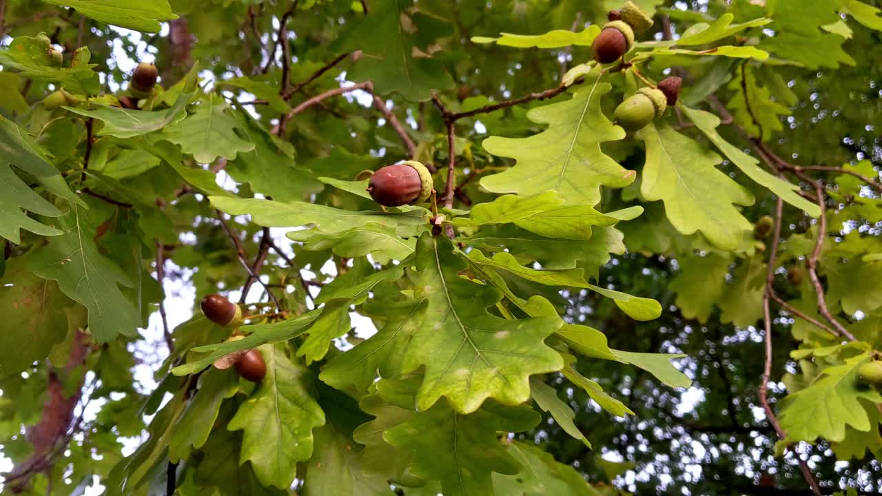 Close up of acorn tree branch moving in the wind with some ripe acons hanging on it