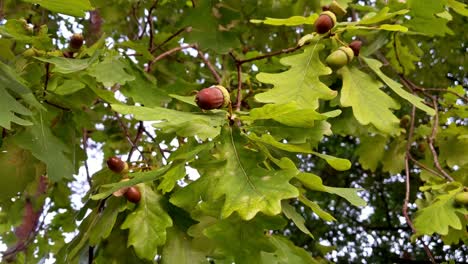 close up of acorn tree branch moving in the wind with some ripe acons hanging on it