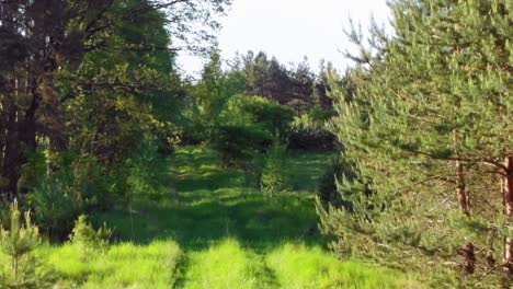 pov dolly zoom tiro de un camino en el bosque boreal