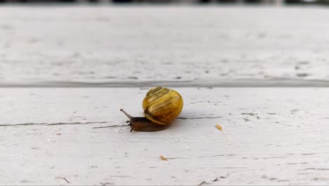 Weißlippige-Schnecke-Cepaea-Hortensis-Kriecht-Auf-Holztisch,-Makro-Nahaufnahme