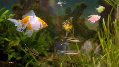 Nahaufnahme:-Fische,-Die-In-Schmutzigen-Aquarienbedingungen-Gefangen-Sind