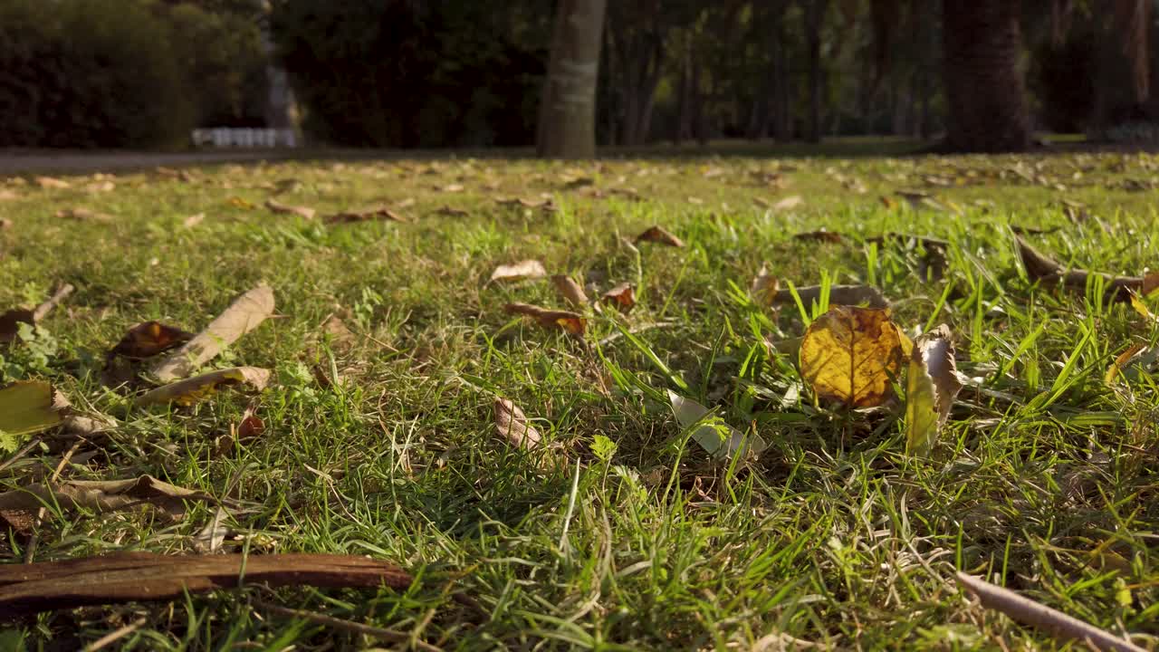mano recogiendo extraña fruta de manzana de cobertura verde de la hierba, primer plano