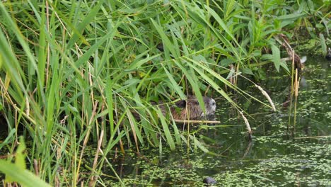 Una-Nutria-Nada-A-Través-De-Un-Lago-En-Busca-De-Comida