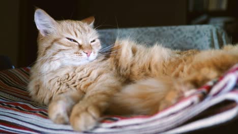 cute ginger cat lying on striped fabric. fluffy pet comfortable settled to sleep