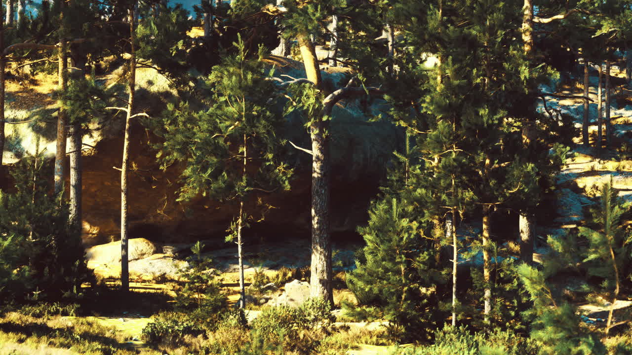 Exploring a tranquil forest landscape with tall trees and boulders