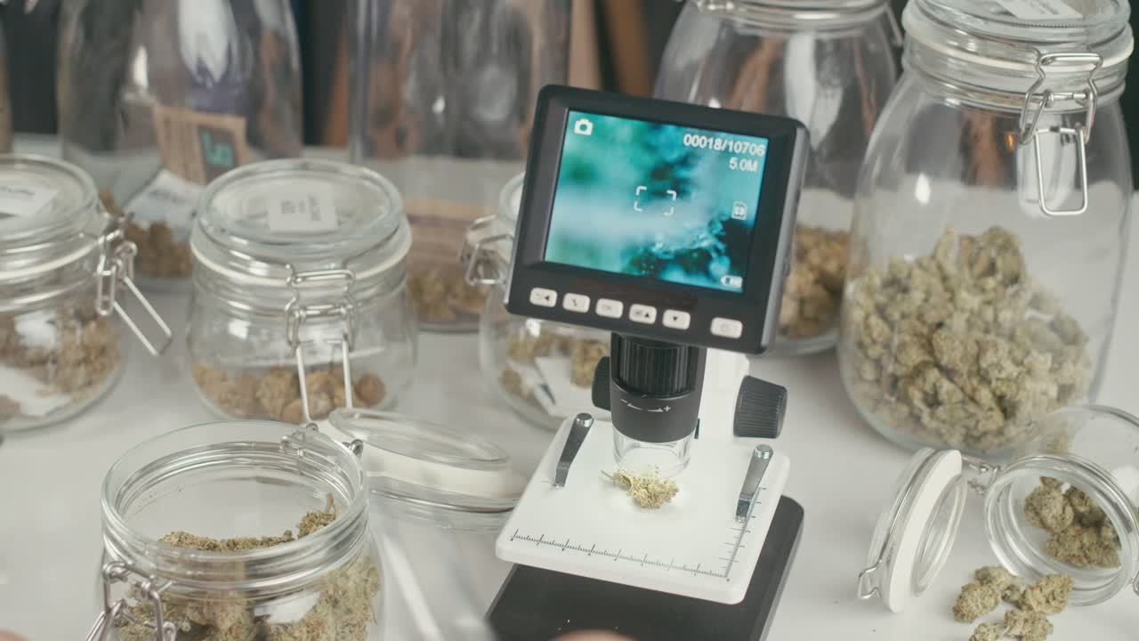 Cannabis Inspection with Microscope