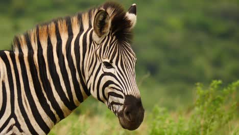 Close-up-adult-zebra-head-and-shoulders