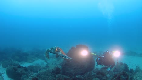 a turtle swims away from an underwater cameraman with bright lights