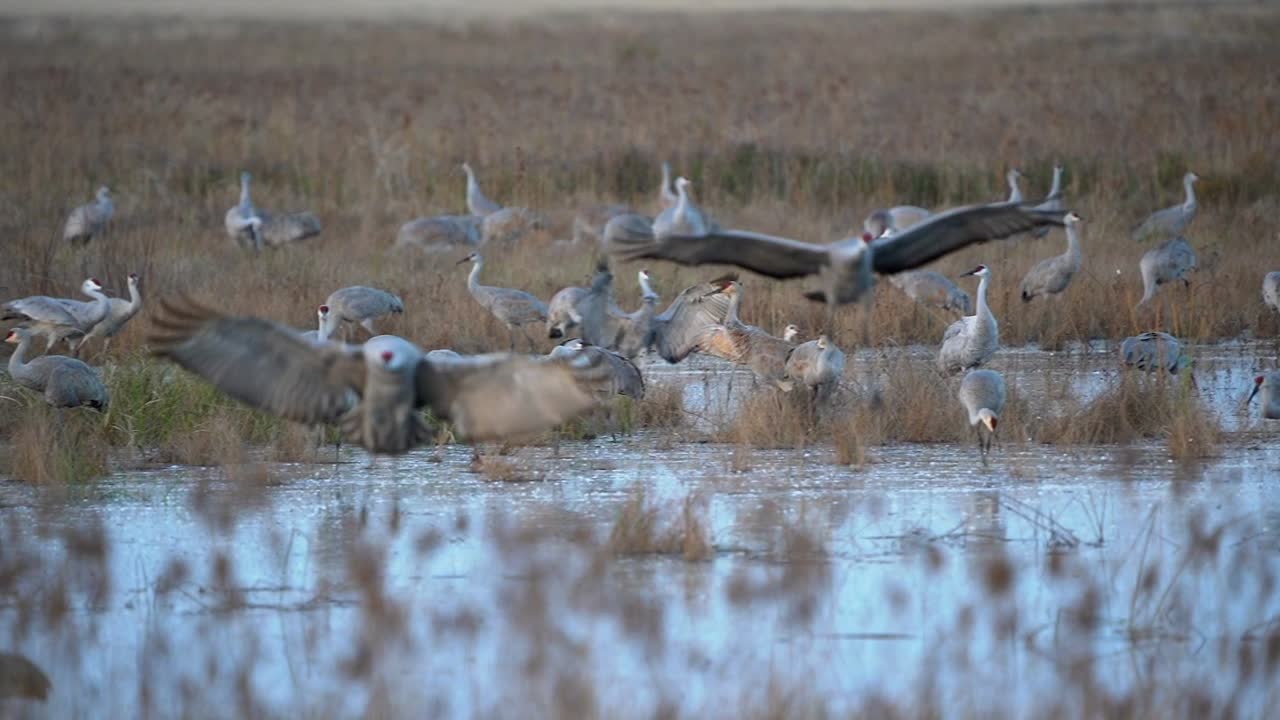 A pair of sandhill cranes flapping their large wings as they land in a pond