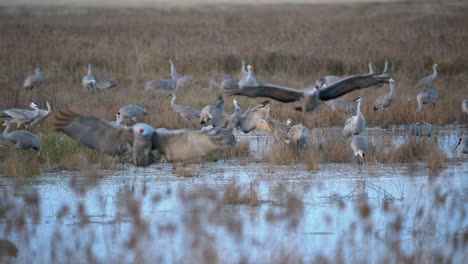 a pair of sandhill cranes flapping their large wings as they land in a pond