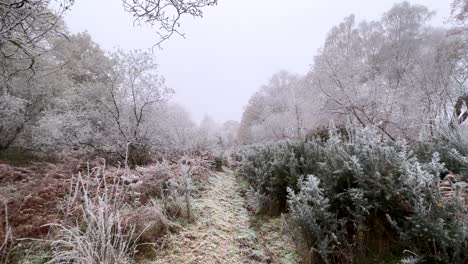 niebla y escarcha temprano en la mañana en el campo inglés en invierno blanco