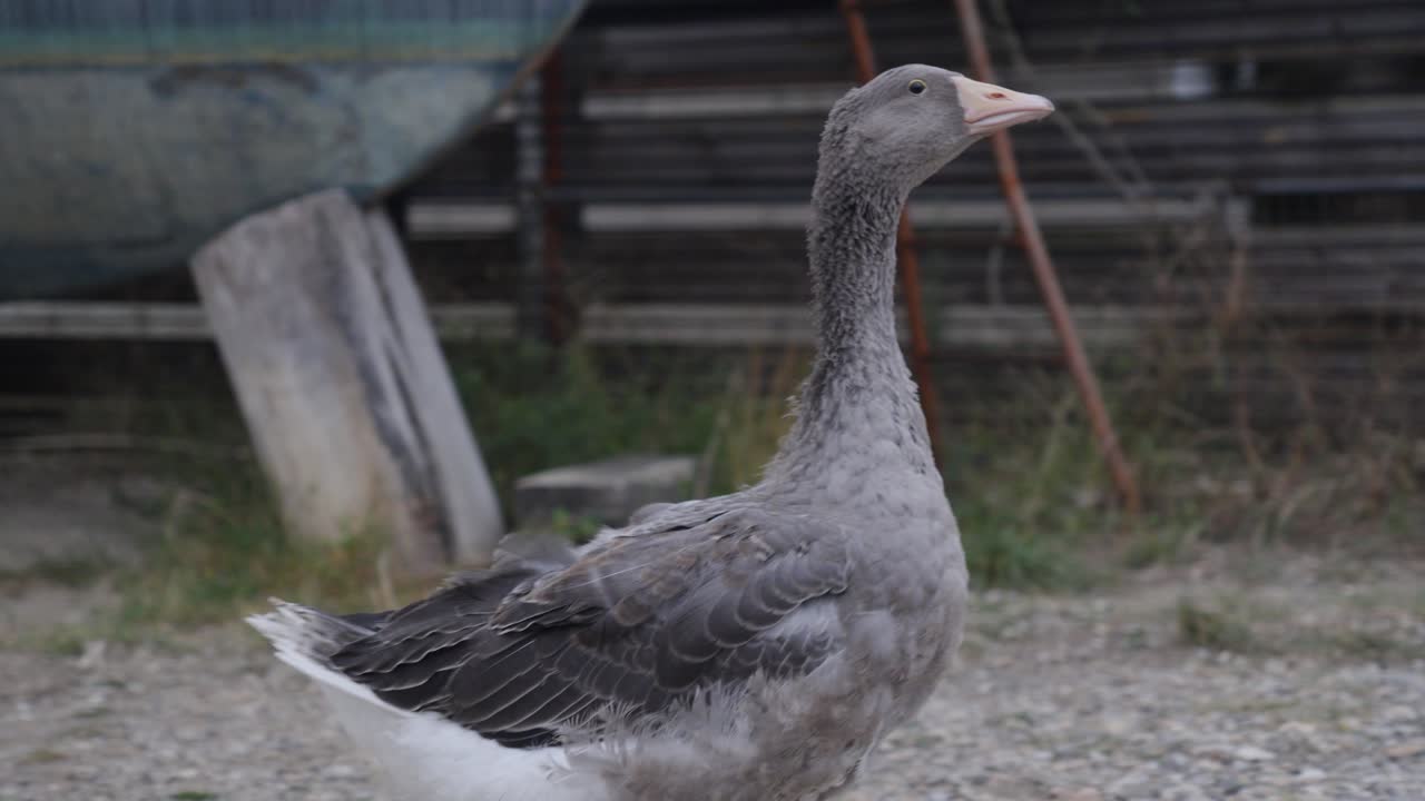 Slow motion shot of a goose walking around its pen at a ranch in france