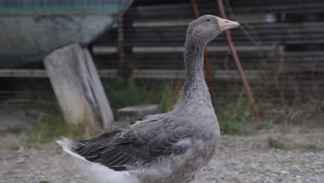 slow motion shot of a goose walking around its pen at a ranch in france