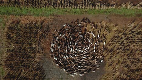 4k video from drone ducks running around each other in a rice field