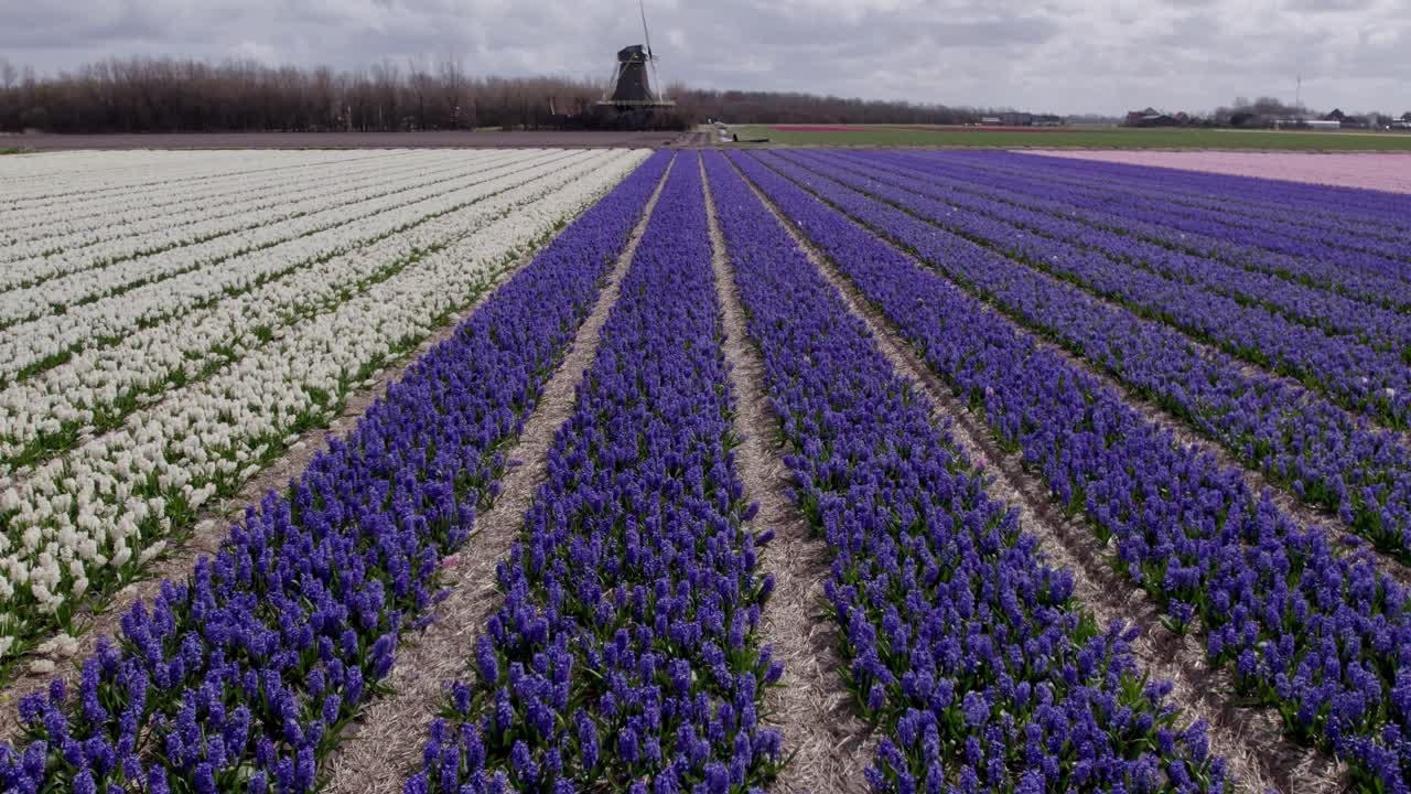Champs de jacinthes éclatants en fleurs avec moulin à vent, 't Zand, Pays-Bas