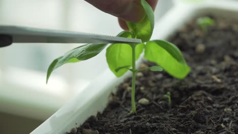 manos femeninas súper primer plano cortando hojas de albahaca recién cultivadas para que pueda duplicarse la próxima vez