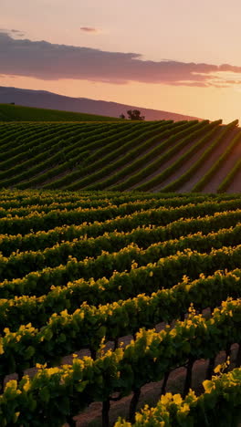 vineyard at sunset with hills and mountain