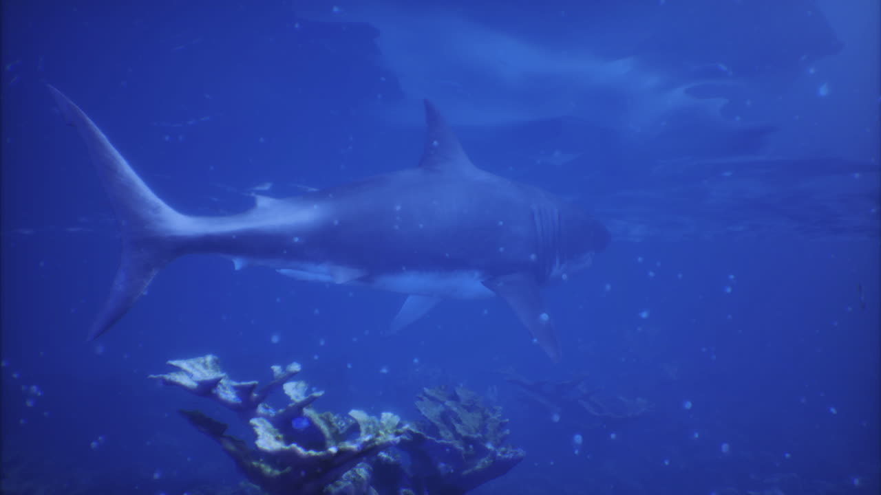 Shark swims gracefully through clear ocean waters near coral reef