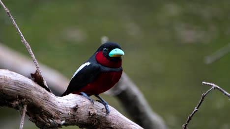 close up facing the camera while looking around, black-and-red broadbill, cymbirhynchus macrorhynchos, kaeng krachan national park, thailand