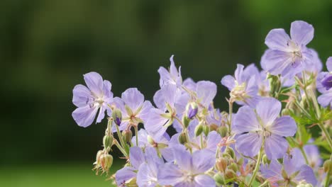 close-up of light purple flowers with a blurred green background