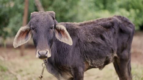 smooth pan of an adorable young dark furry calf looks at camera, set against soft-focus greenery