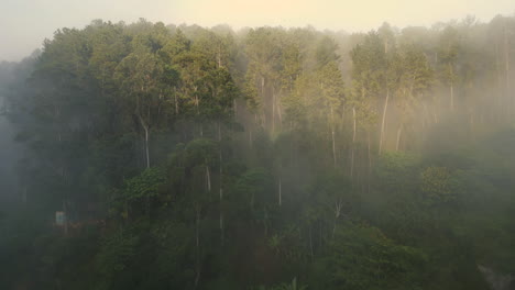 pullback establishing aerial drone shot from trees in thick mist in ella sri lanka sunrise golden hour near 9 arches bridge