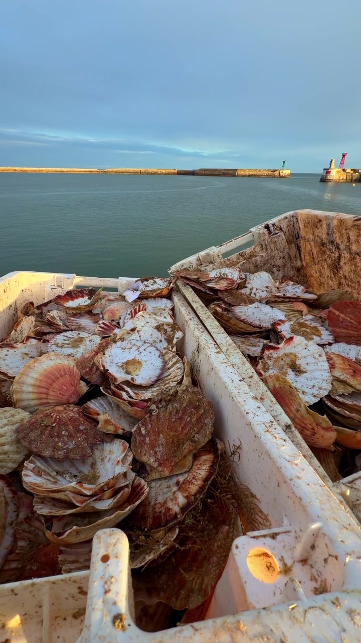 Empty scallop shells leftovers waste in plastic crates on dock at fishing harbor with lighthouse and breakwater after seafood processing on French coast slow vertical pan