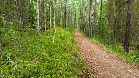 Mann-Und-Hund-Gehen-Auf-Einem-Pfad-Durch-Einen-Wald-Von-Der-Kamera-Weg