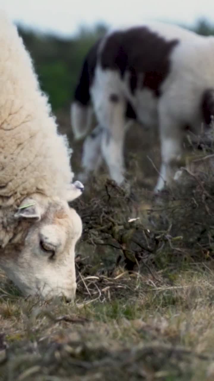Pecore al pascolo