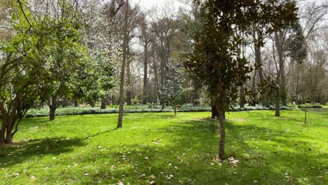 with a pan of the camera we see a green area with leaves of various shrubs ending the view in a prunus cerasifera and the ground in the background a blanket of green ivy in the prince's garden