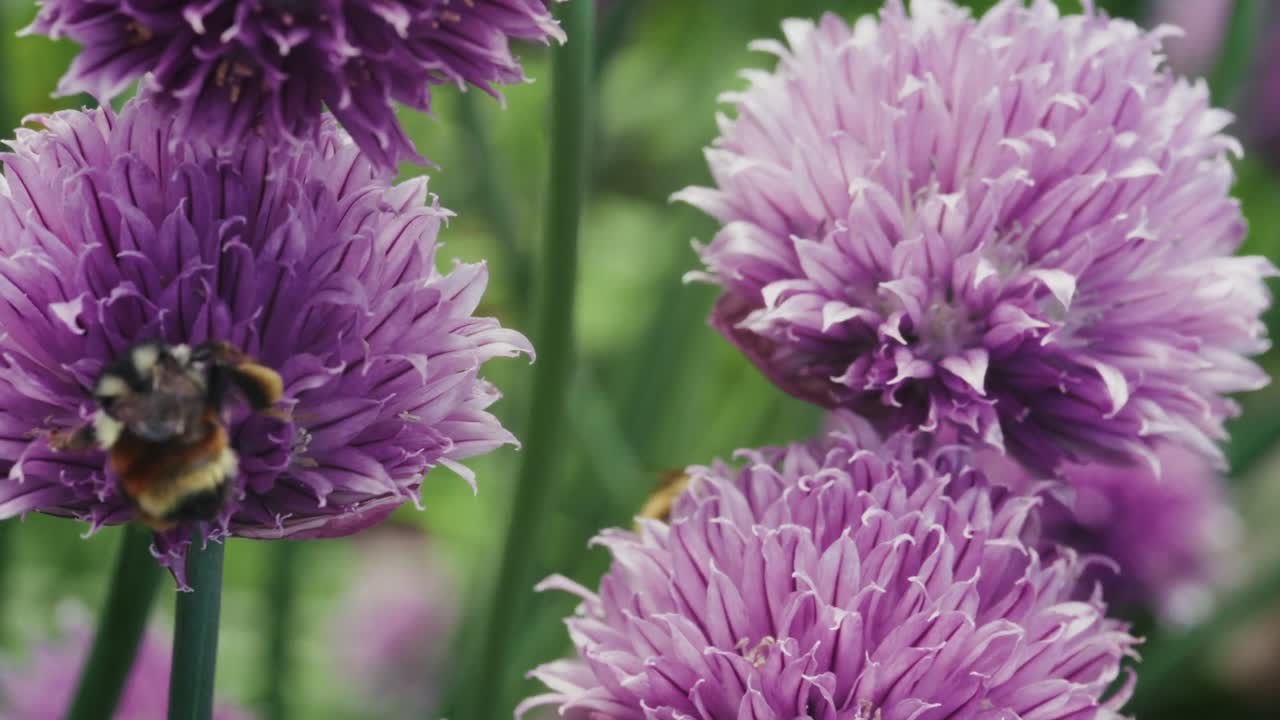 Bees Feeding On Nectar Of Blooming Purple Chive Flowers. Close-up Shot