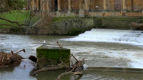 seagull on a concrete block near the large river weir at the pulteney bridge on the river avon, in the beautiful roman city of bath, in the english west country