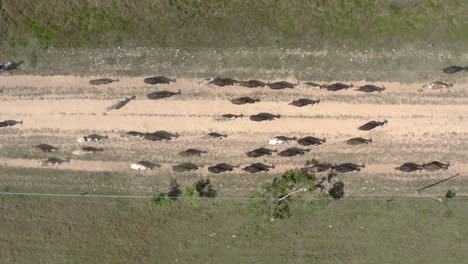 vacas arriba caminando hacia la granja