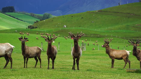 Deer-herd-in-south-of-new-zealand-in-a-green-lush-meadow-in-mountains