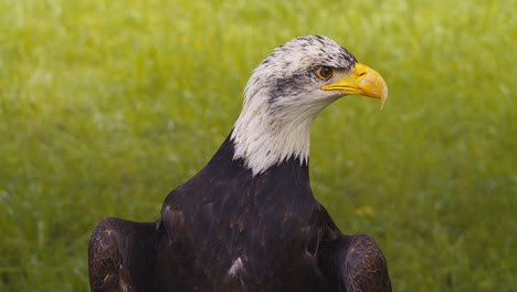 Video-of-the-American-bald-eagle,-slow-motion,-close-up