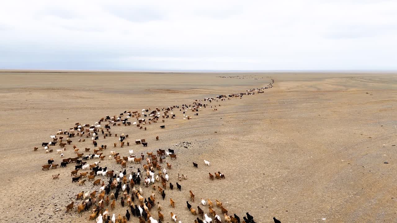 Aerial View of a Large Herd of Goats in a Desert