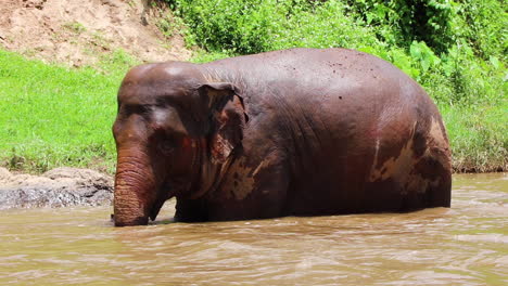 Elefante-Parado-En-El-Río-En-Cámara-Lenta