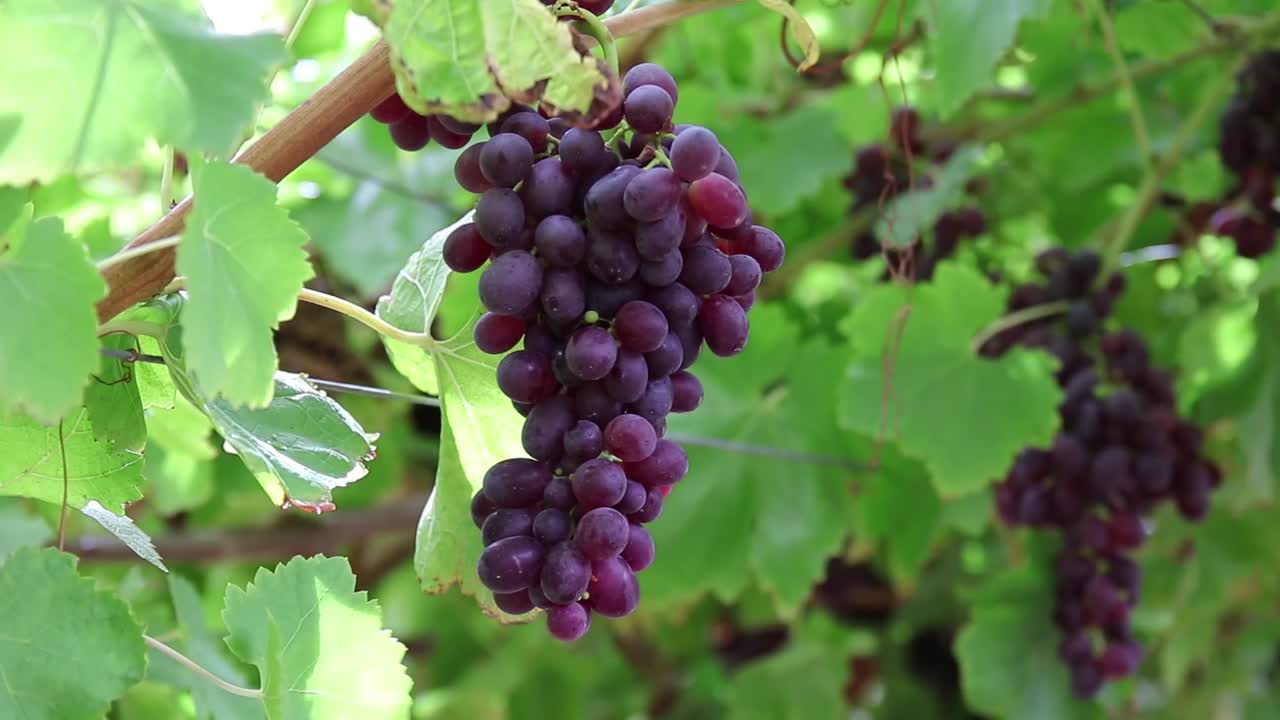 uvas maduras en la granja en otoño