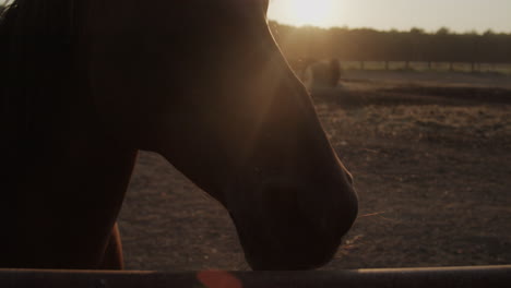 horses in the paddock