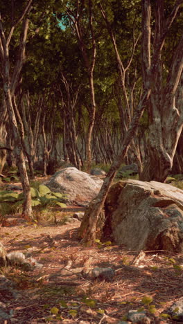 sunlight in a forest path