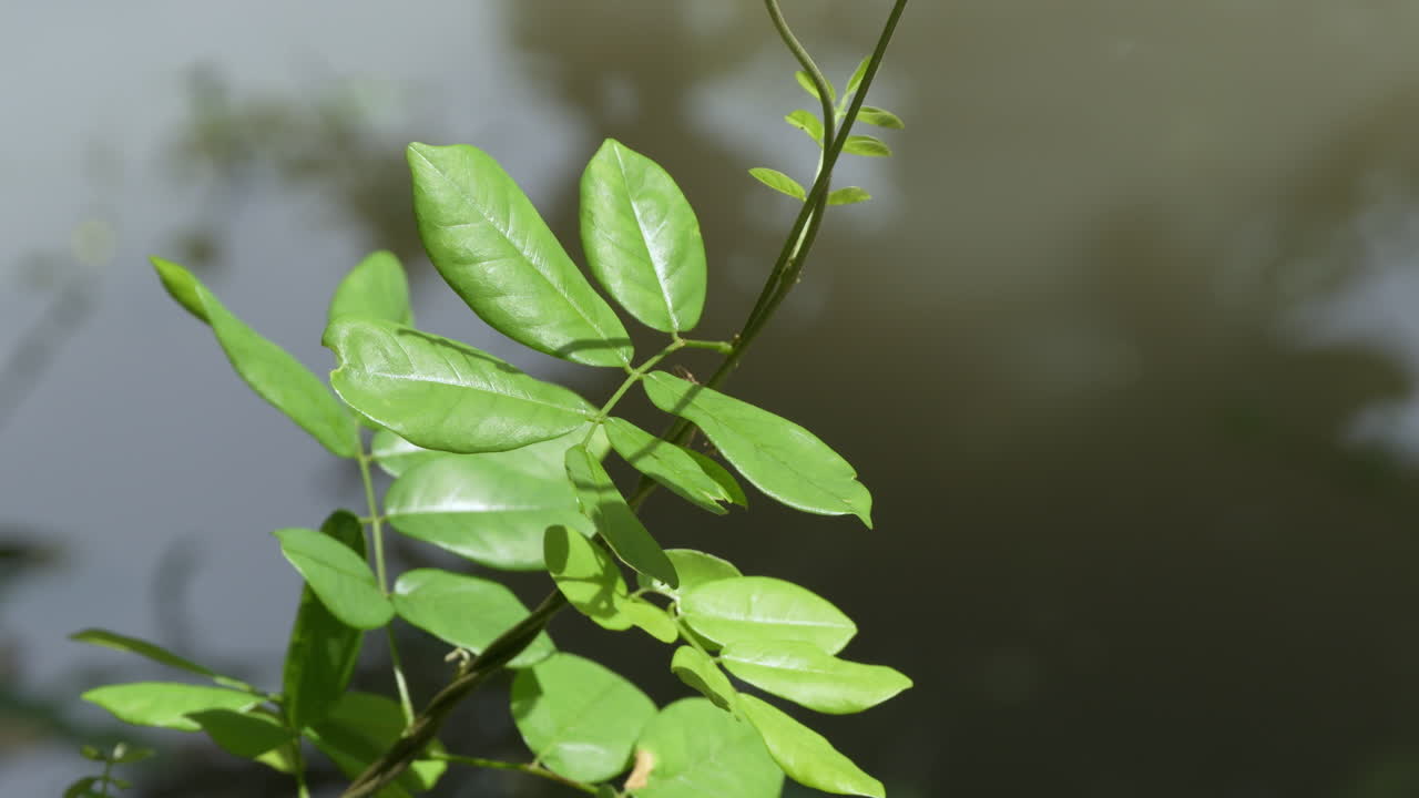 Fresh green leaf buds in focus against a moving water surface, emphasizing growth, renewal, and the calming essence of nature. A perfect natural background for wellness or eco-friendly concepts.