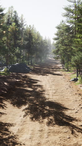 a dirt path through a forest