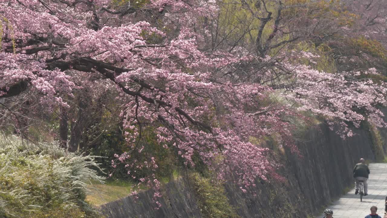 Una ripresa panoramica cattura ciliegi in fiore su un sentiero lungo il fiume con pedoni e ciclisti.