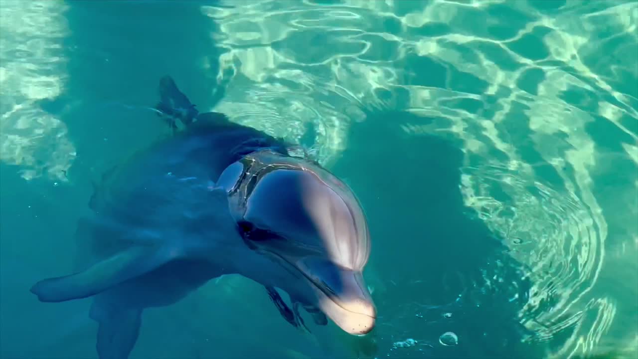 primer plano de un delfín con la cabeza fuera del agua