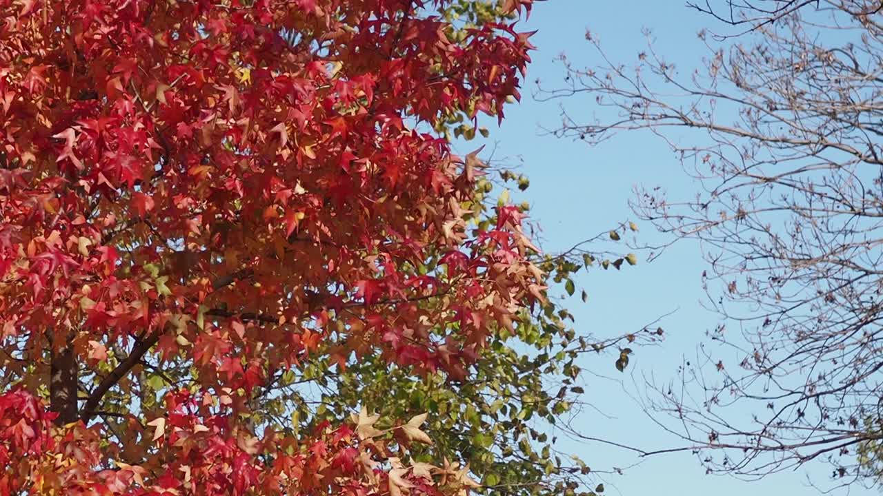 가을 나무에 나뭇잎